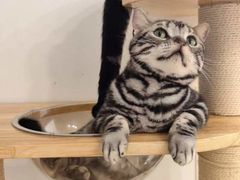 -有喵·猫咖·狗咖·30几只猫10只小狗(岗厦店)