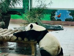 -广州动物园