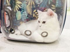 -艾吉宠物医院·疑难杂症转诊中心·猫友好(碧江路院)
