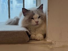 -有喵·猫咖·狗咖·30几只猫10只小狗(岗厦店)