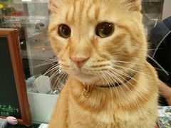 -李小姐の猫咖啡馆(五角场店)