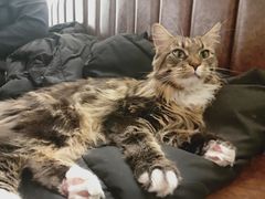 -猫小院猫主题餐厅(三里屯店)