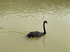 -泉州海丝野生动物世界
