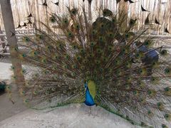 -昆山城市生态森林公园