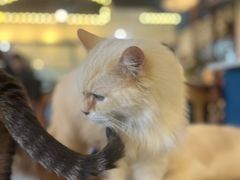 -猫小院猫主题餐厅(南锣旗舰店)