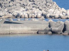 -日照世帆赛基地