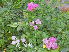 -后襄河公园