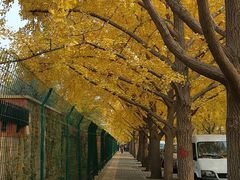 -三里屯东五街银杏大道