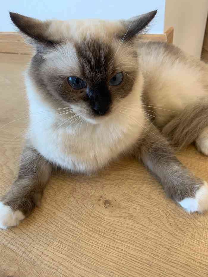 catsup·猫起来·猫咖-"这家猫咖位置在花果园兰花广场,店面很温馨.