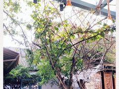 -喵屿·大理花园猫咖