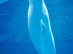 -海合安武汉极地海洋公园