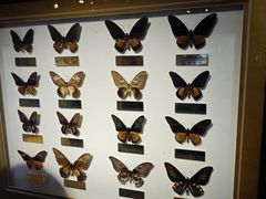 -上海昆虫博物馆