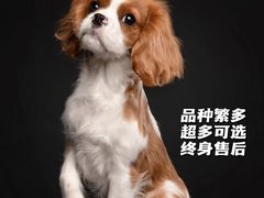 -萌宠之家·腊肠犬·马尔泰·小体犬舍
