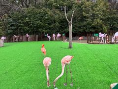 -上海野生动物园