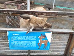 -北京鹿世界主题园