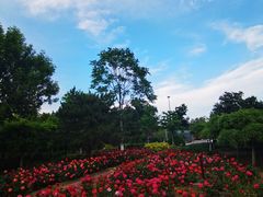 -绿堤公园
