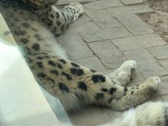 -青藏高原野生动物园