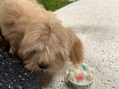 -帕帕拉兹宠物(亚洲旗舰店)