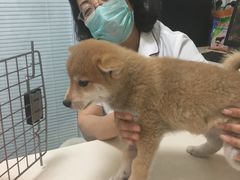 -瑞派·关忠动物医院·异宠专科·犬猫肿瘤·皮肤专科(望京店)