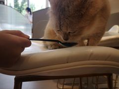 -飞行喵MR PILOT|猫舍·猫咖(静安大融城店)