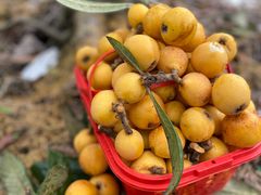 -塘栖枇杷特色园区