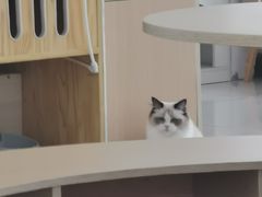 -鼓捣猫呢主题猫咖店