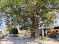 -遇龙河大樟树农家乐