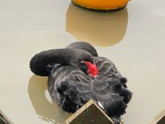 -上海野生动物园