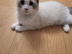 -纳吉亚猫专科动物诊疗中心(蒋宅口分院)