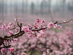 -桃花岛景观公园