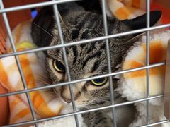 -北京观赏动物医院·24小时大型综合·猫专科·异宠专科