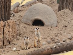 -北京野生动物园