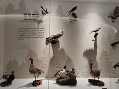 -盐城丹顶鹤湿地生态旅游区
