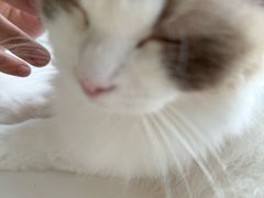 -怪兽屋·羊驼·猫咖·狗咖(俊华广场店)