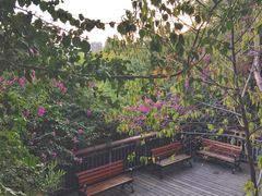 -金鸡山公园