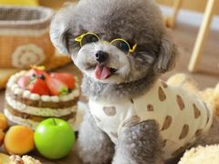 -萌宠之家·腊肠犬·马尔泰·小体犬舍