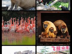 -上海野生动物园