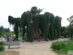 -石家庄市植物园