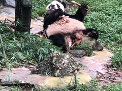 -都江堰中华大熊猫苑
