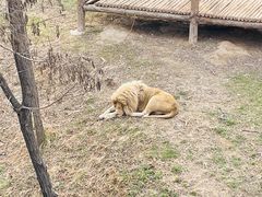 -石家庄市动物园