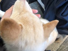 -南京Hallo宠物乐园·哈罗犬舍·柴犬繁育基地