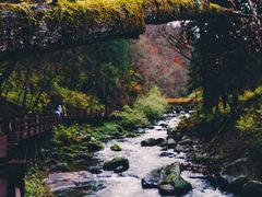 -望天鹅景区