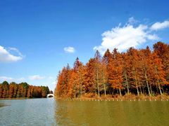 -上海海湾国家森林公园