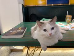 -喵喵咪呀布偶猫咖(春熙路店)