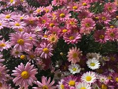 -平吉花卉市场