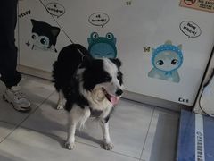-全心全意连锁动物医院·微创中心·内科急重症·心脏专科(丰管路店)
