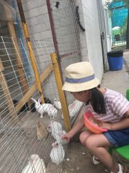 -上美四季动物农场