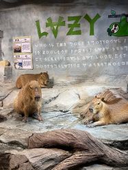 -Zoolung Zoolung动物主题公园(海信广场店)