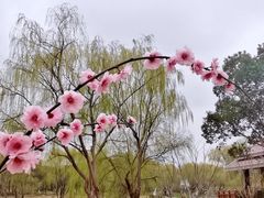 -顾村公园