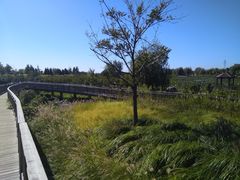 -羊亭河湿地公园